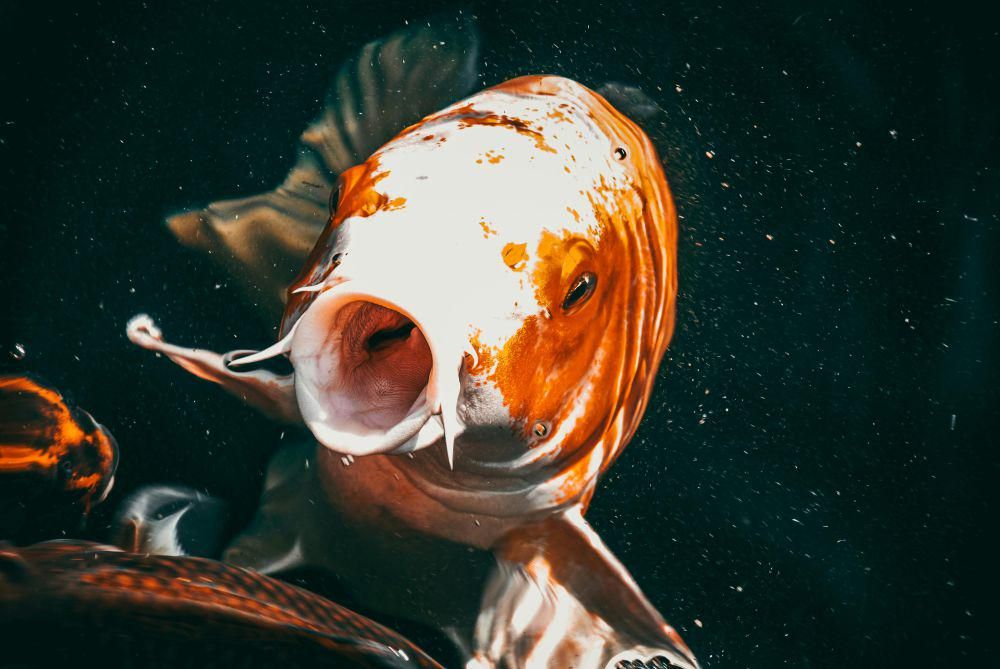 Ikan Alami Rasa Sakit Hebat Hingga 22 menit Saat Dikeluarkan dari Air