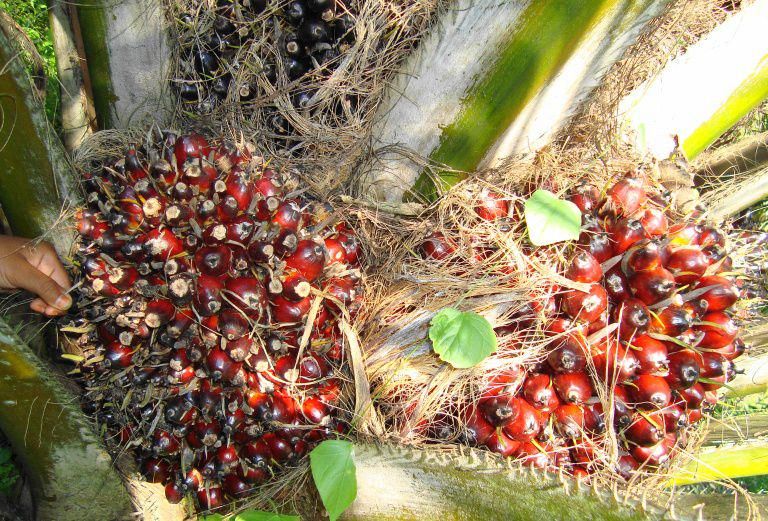 2.000 Batang Sawit di Kawasan Hutan Sosial Bakal Diganti Pohon Ramah Lingkungan
