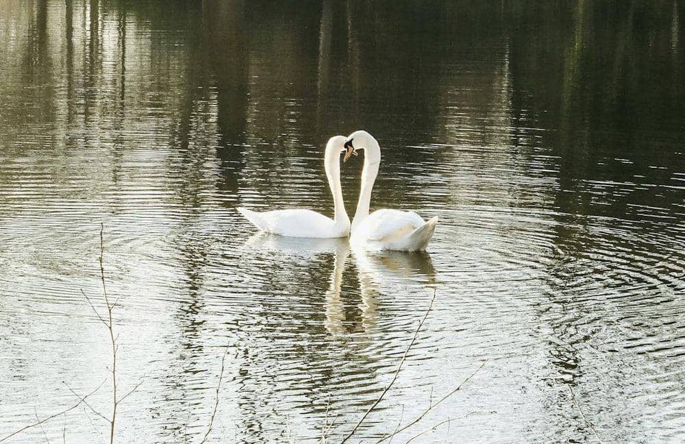 ilustrasi angsa (pexels.com/Ezgi Kaya)