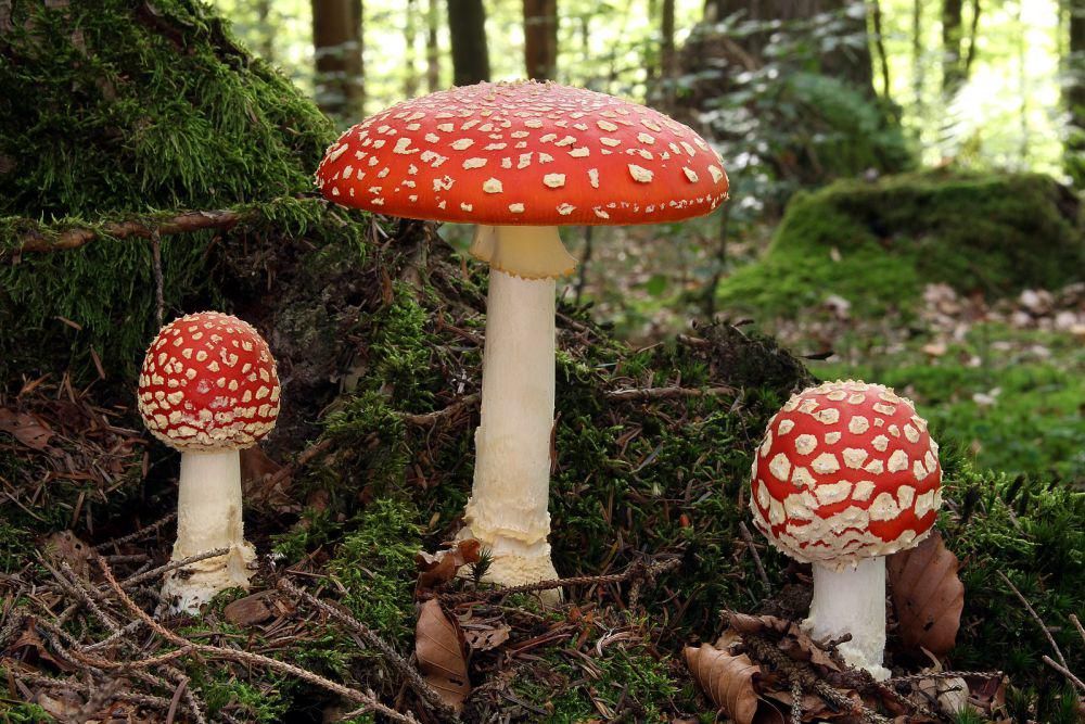 Ciri-Ciri Kingdom Fungi yang Unik dan Gak Dimiliki Tumbuhan Lain
