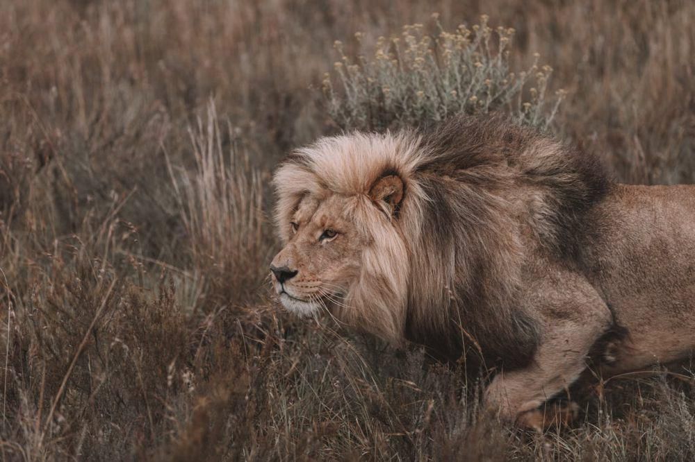 ilustrasi singa berburu (pexels.com/Brayden Stanford)