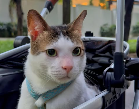 Ketika Warganet Geram karena Bobby Kertanegara Dikawal Aparat