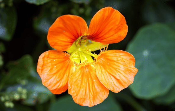 ilustrasi bunga Nasturtium (freepik.com/eyeem