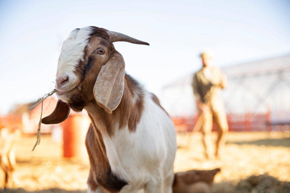 ilustrasi kambing (freepik.com/freepik)