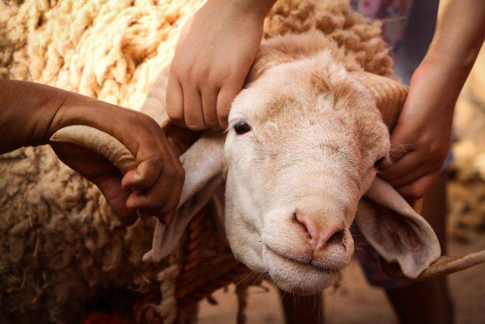 ilustrasi kambing (unsplash.com/Mouaadh Tobok)