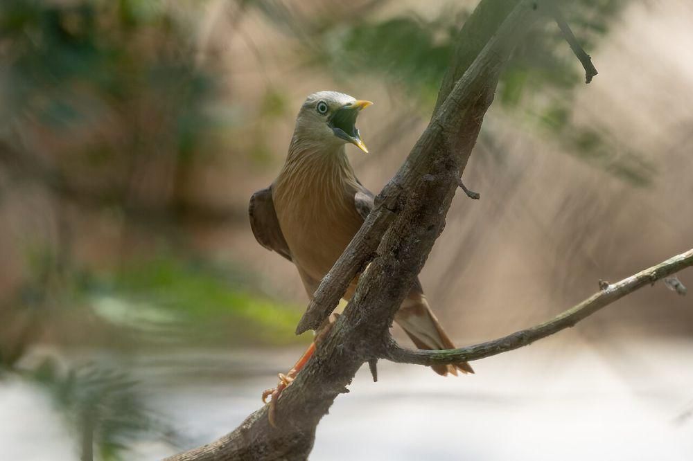 Hewan di atas pohon (commons.wikimedia.org/Tisha Mukherjee)