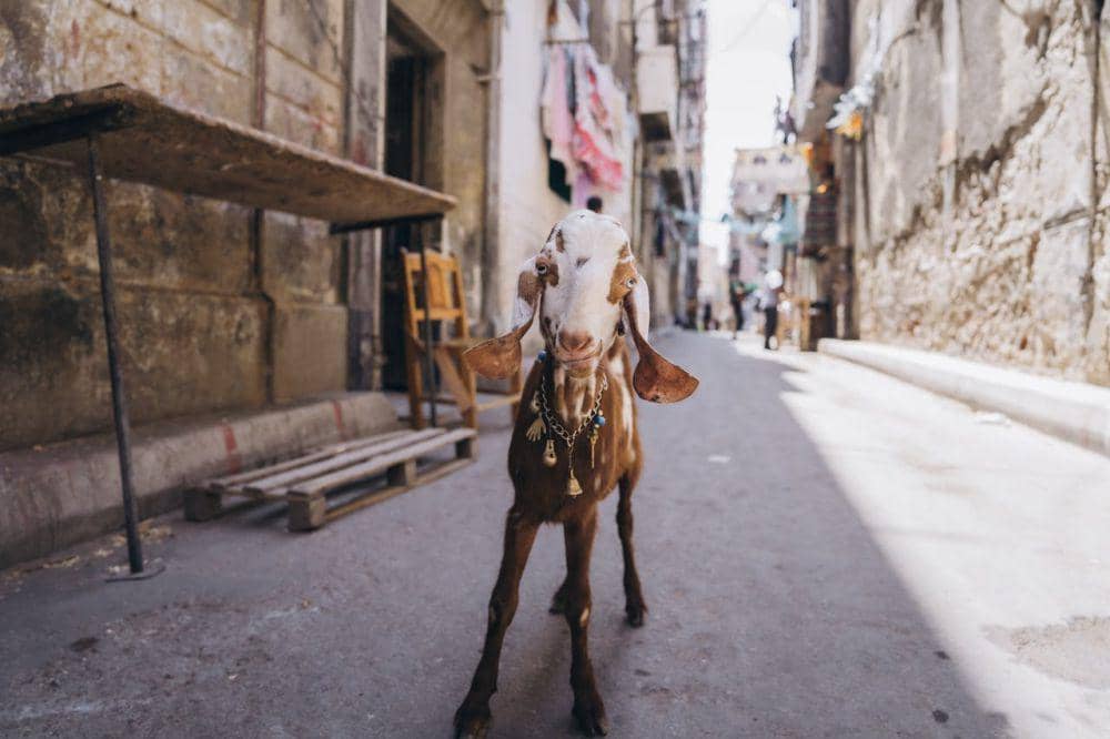 ilustrasi kambing (pexels.com/Eslam Mohammed Abdelmaksoud)