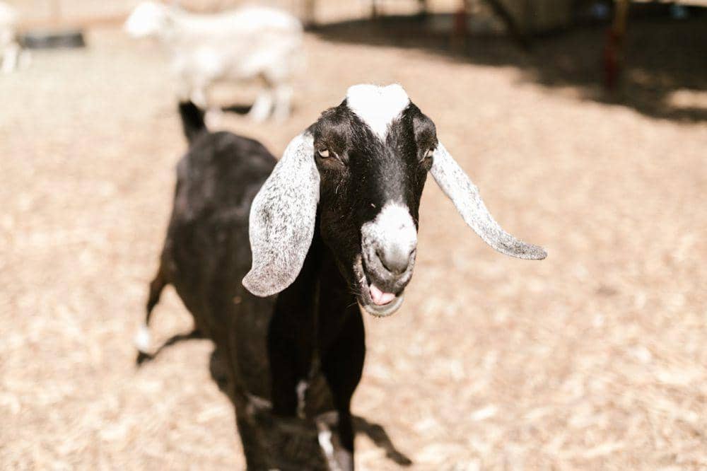ilustrasi kambing (pexels.com/RDNE Stock project)