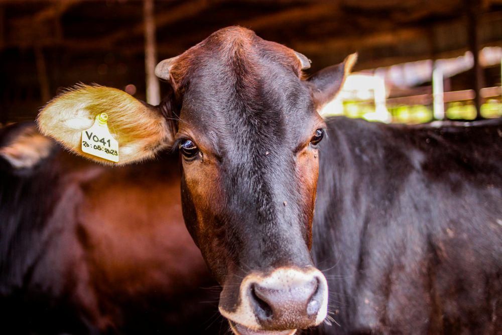 Sindikat Pencuri di Makassar Angkut Sapi Pakai Ekskavator dan Truk Pemerintah