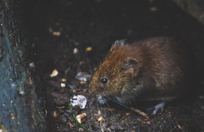 Dinkes Jogja Pasang 100 Perangkap Tikus di Rumah Warga Korban Leptospirosis