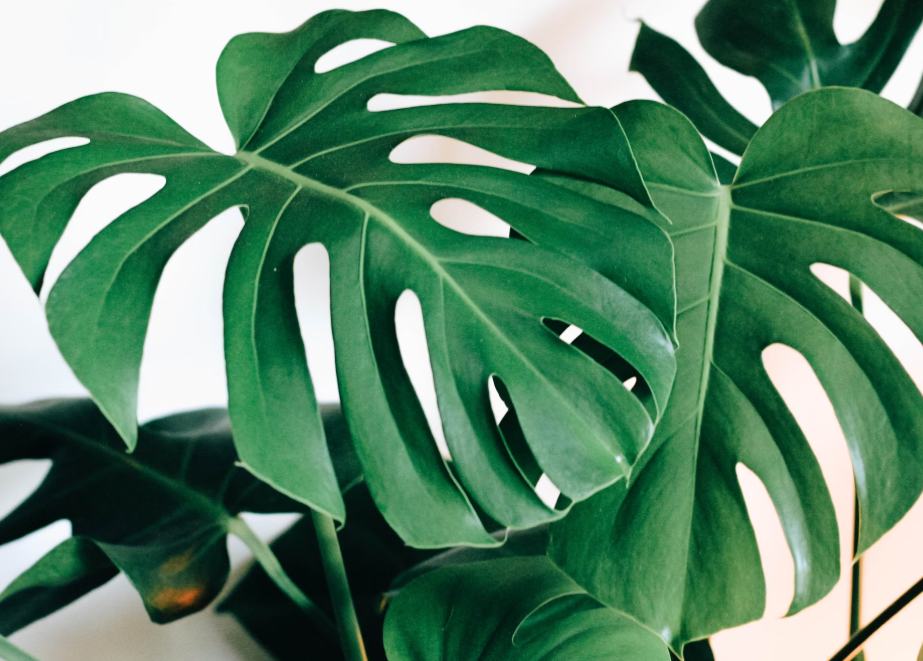 ilustrasi monstera deliciosa (unsplash.com/Kara Eads)