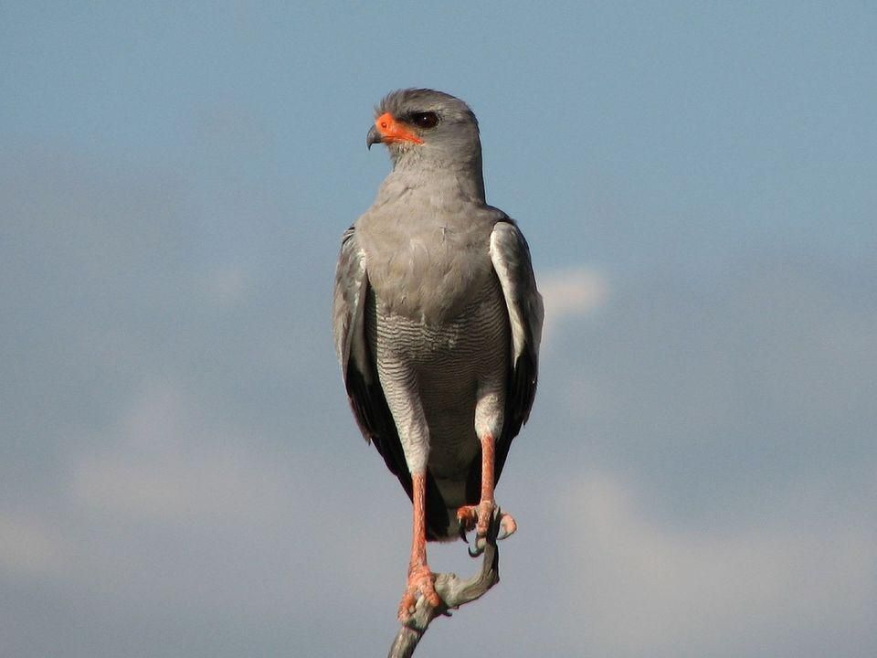 5 Fakta Pale Chanting Goshawk, Burung Predator dengan Keluarga Kompak