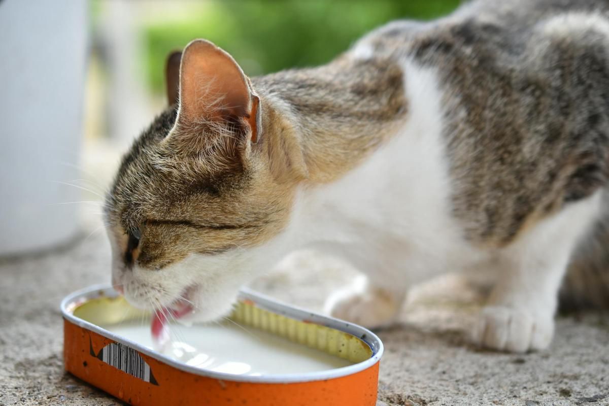 Apakah Kucing Boleh Minum Susu Sapi?