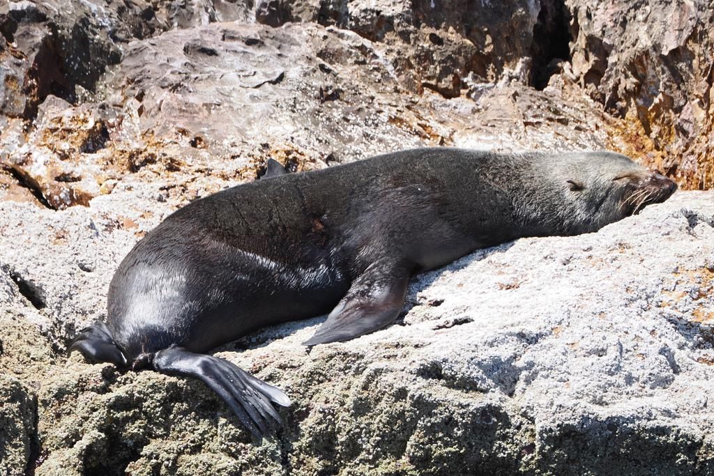 5 Fakta Anjing Laut Bulu Guadalupe, Sempat Punah dan Ditemukan Kembali
