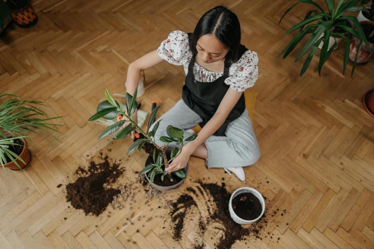 Catat! 6 Tips Memilih Pot Tanaman Hias Berdasarkan Jenis Akar