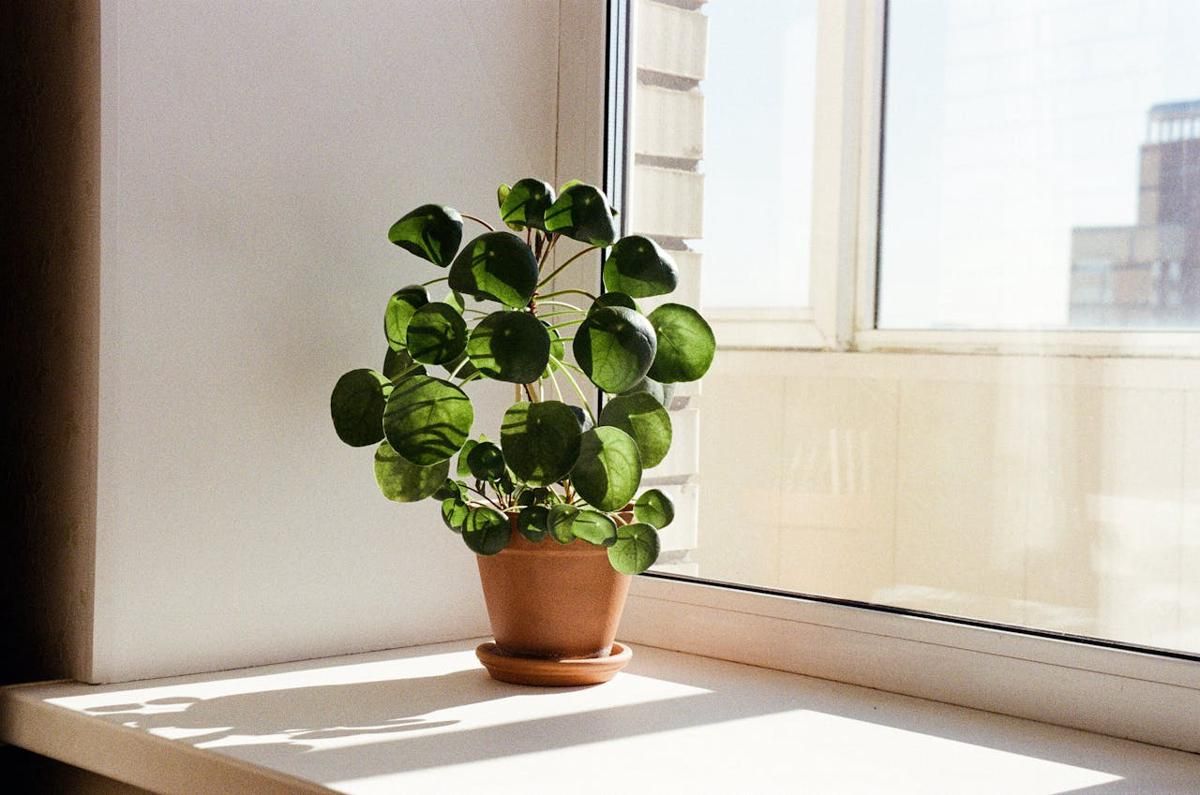 5 Tips Memilih Pot yang Tepat untuk Tanaman Hias Indoor, Catat!