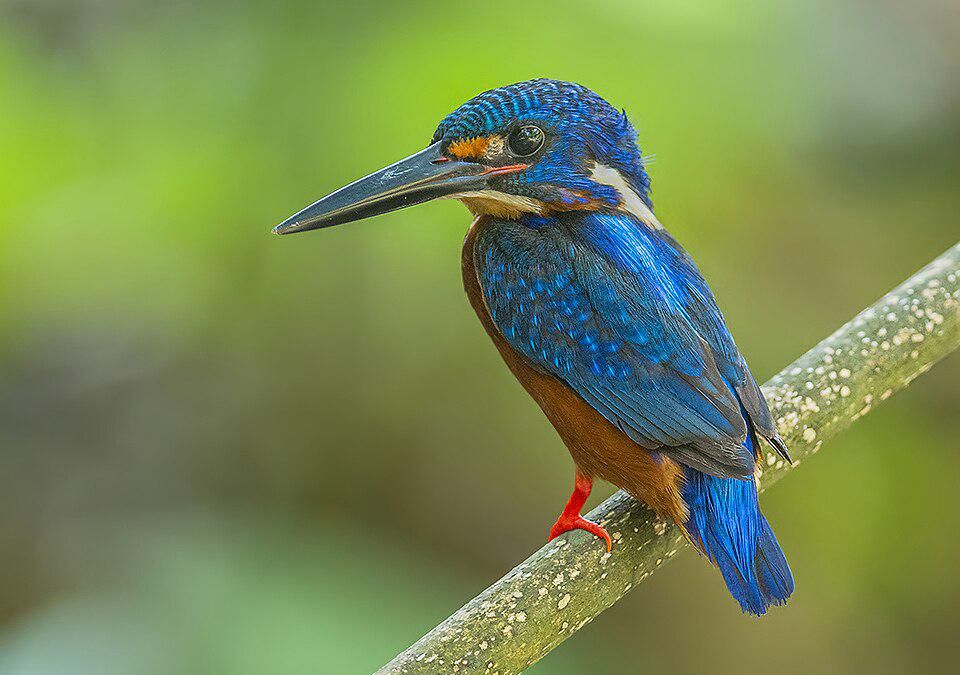 5 Fakta Raja-udang Meninting, si Cantik dengan Persebaran yang Luas