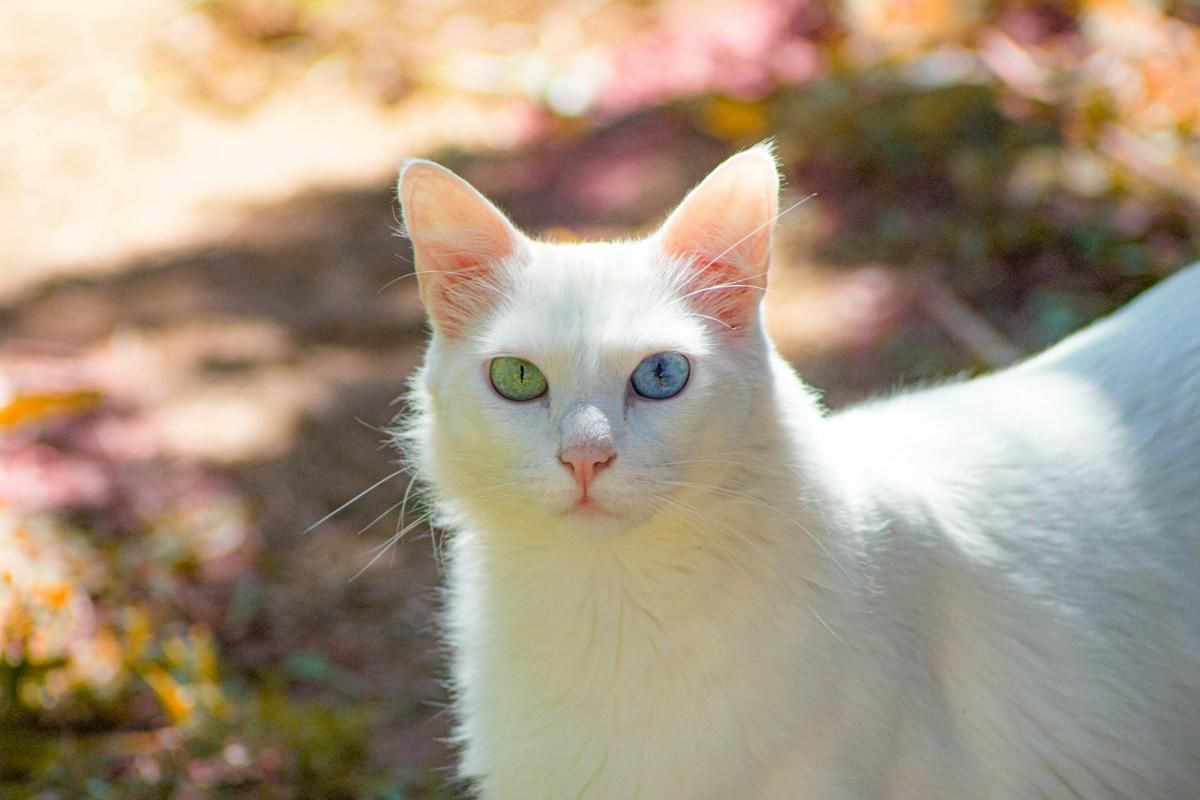 Kenapa Kucing Tidak Bisa Merasakan Manis?
