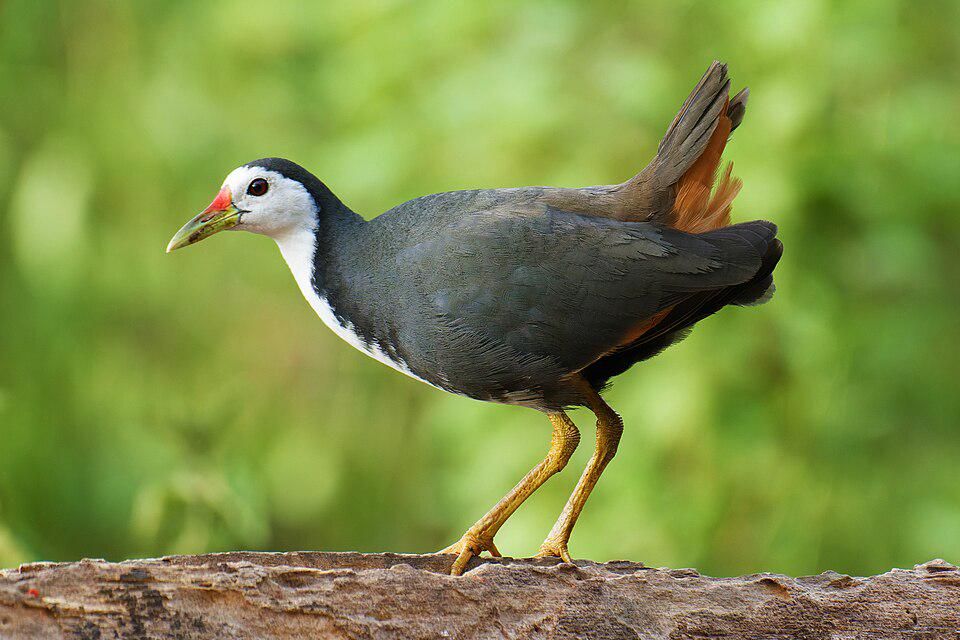 5 Fakta Kareo Padi, Burung yang Suka Mencuci Makanan yang Kotor!