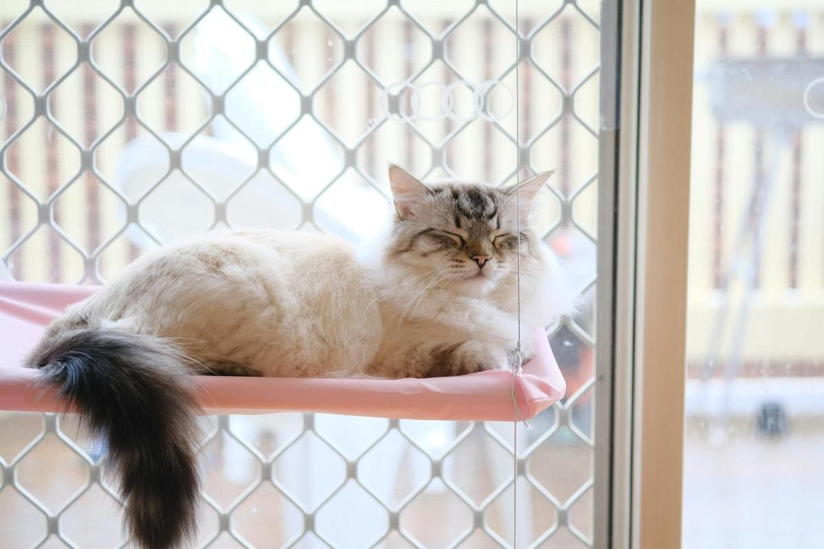 4 Fakta Ilmiah Mengenai Ekor Kucing, Punya Fungsi Penting!