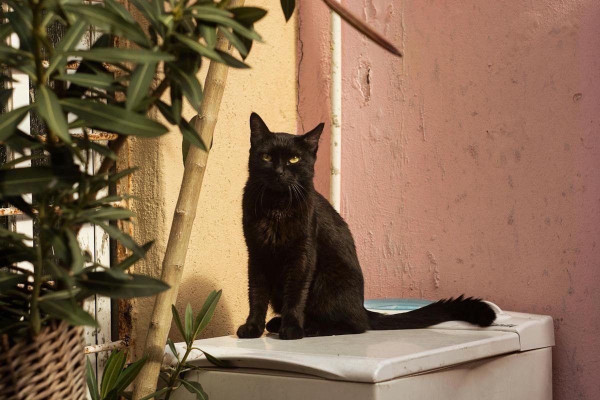 4 Fakta Ilmiah dari Mata Kucing, Bisa Menyala dalam Gelap!