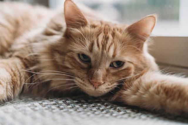 5 Tanda Kucing Peliharaanmu sedang Bosan di Rumah!