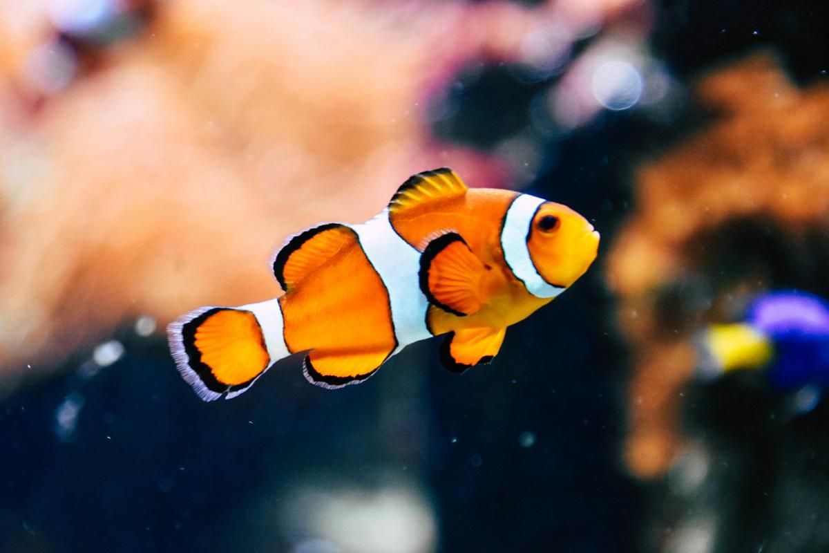 6 Sifat Baik Dimiliki Ikan Relevan Bagi Pekerja, Gak Gampang Menyerah