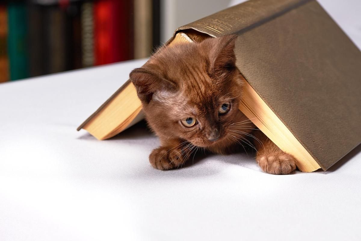 5 Fakta Unik Kucing Burma, Kembaran Kucing Siam?