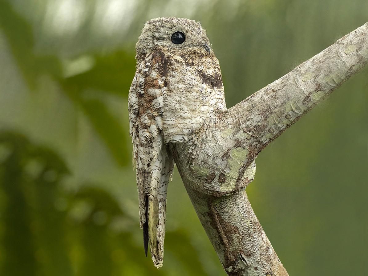 5 Fakta Great Potoo, Burung yang Mampu Melahap Mangsanya saat Terbang 