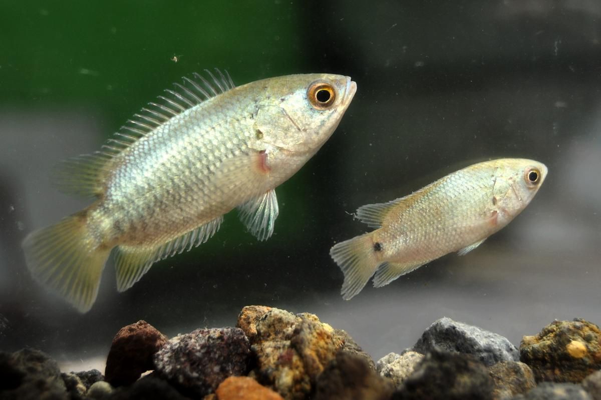 5 Fakta Menarik Ikan Betok, Bisa Bernapas dan Merayap di Daratan!