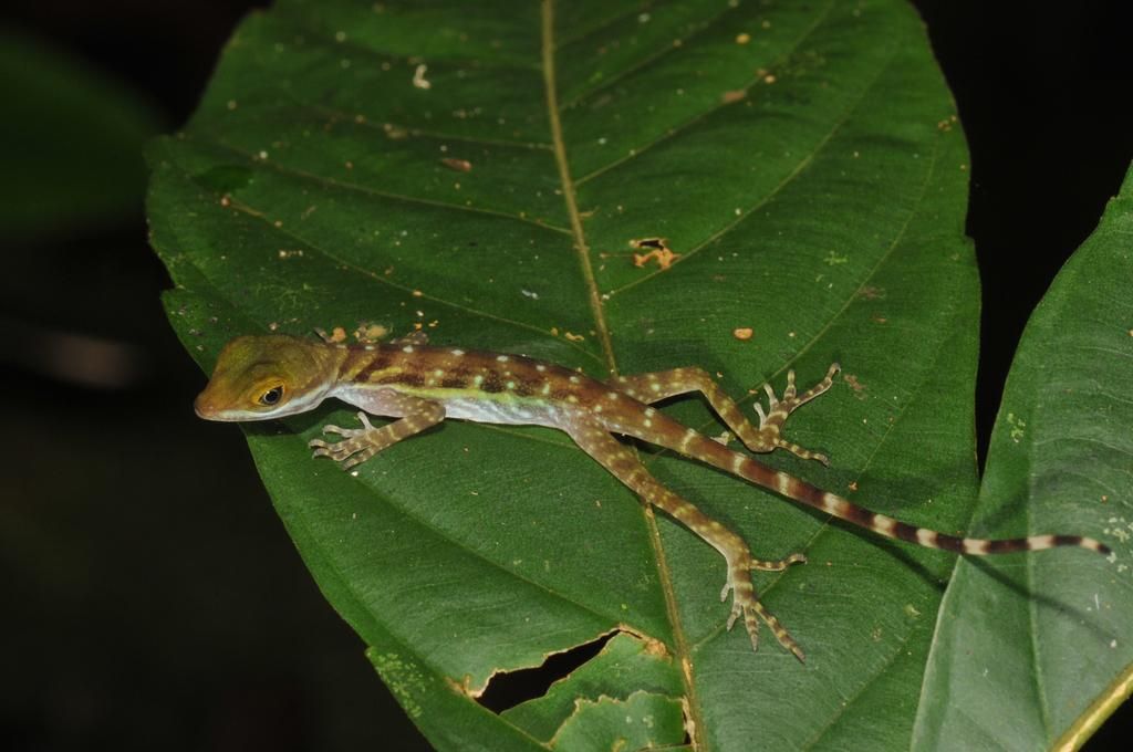 5 Fakta Anole Air, Kadal Unik yang Jago Menyelam dalam Air