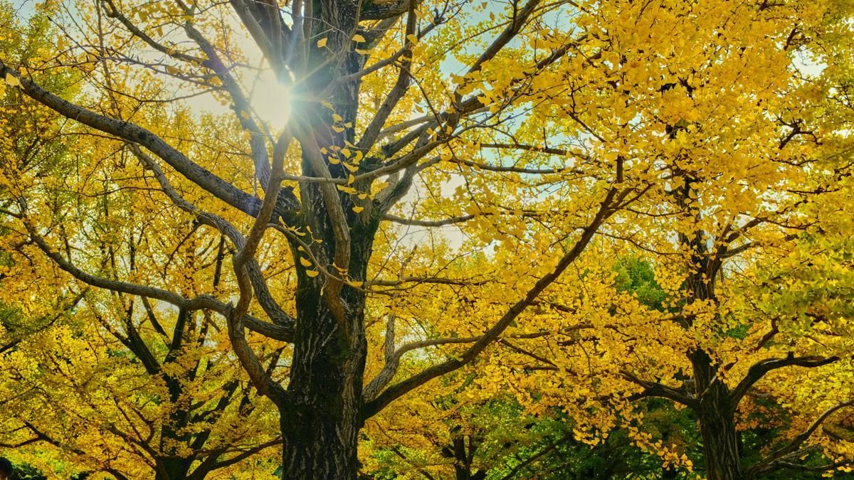 5 Fakta Unik tentang Pohon Ginkgo Biloba, Bertahan dari Bom Atom