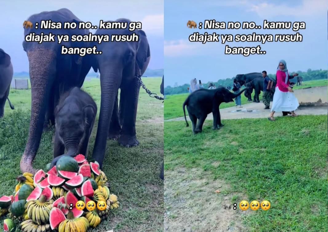Lucu dan Menggemaskan, Bayi Gajah "Nisa" Asal Way Kambas Mendadak Viral di Medsos
