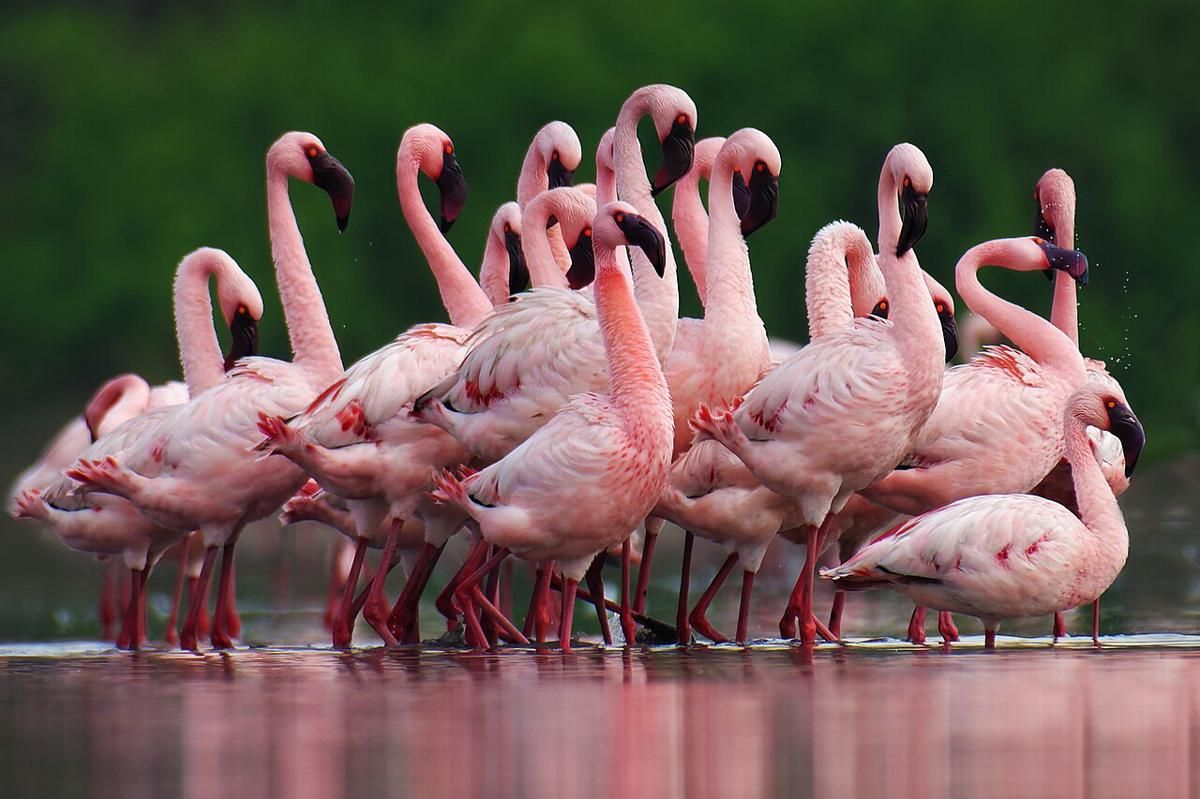Baru Melahirkan, Mama Ada di Flamingo Era yang Mana?
