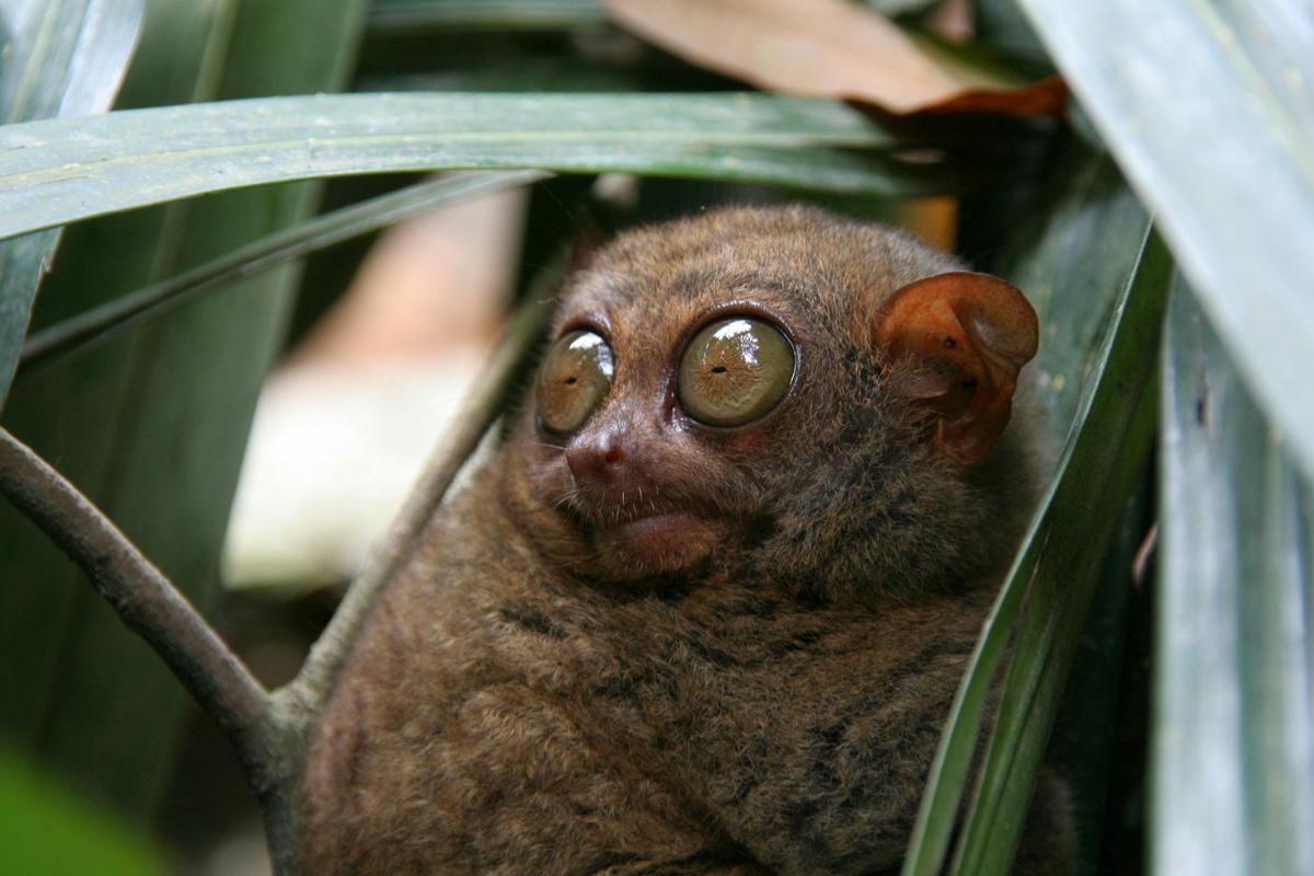 Lebih Tua dari Orangutan, Kenalan dengan Tarsius, si Primata Purba yang Terlupakan
