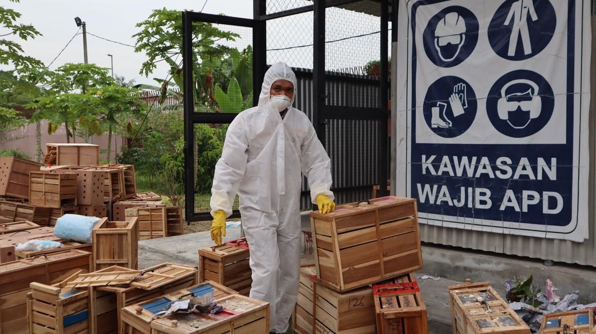 Ayam Aduan Bangkok Hingga Kelinci Argentina Dimusnahkan di Sumut