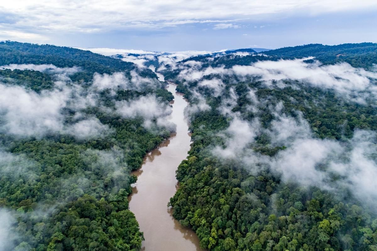 FWI Sebut Indonesia Gagal Hentikan Deforestasi dan Capai Target FoLU