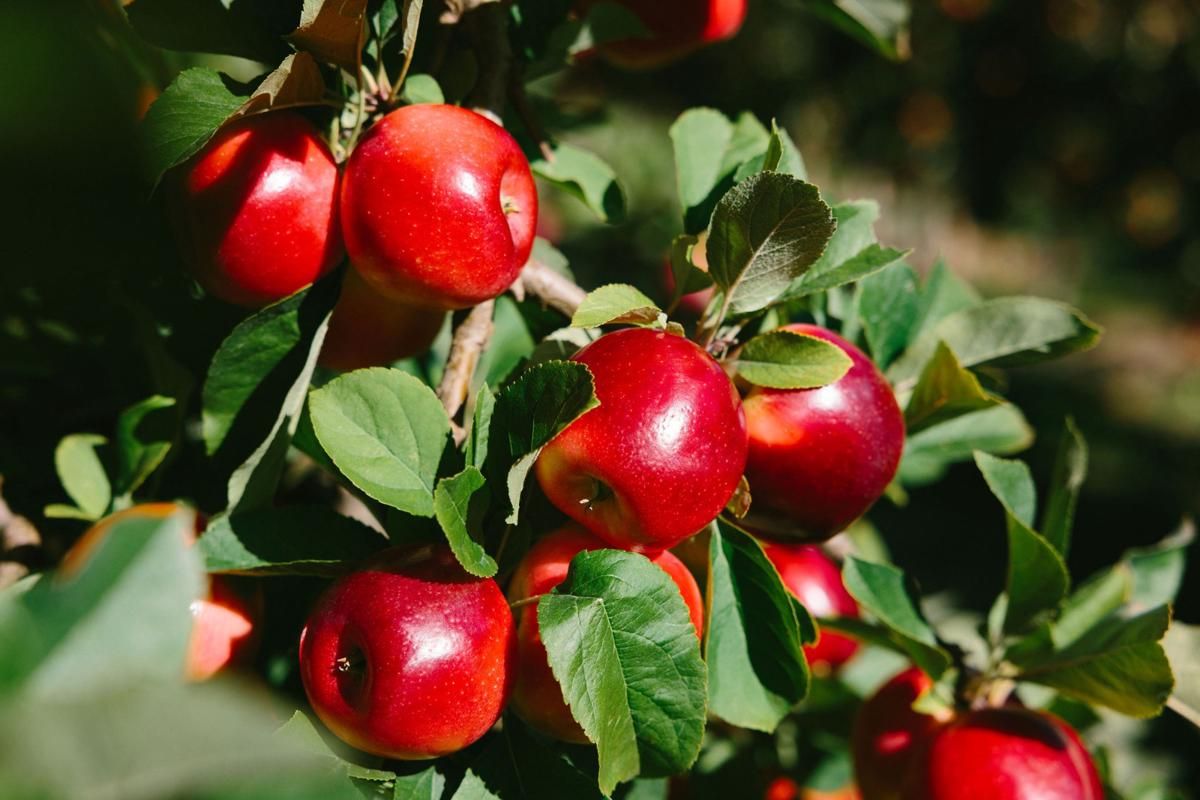 Rockit™ Apple, Pilihan Snacking Sehat untuk Keluarga