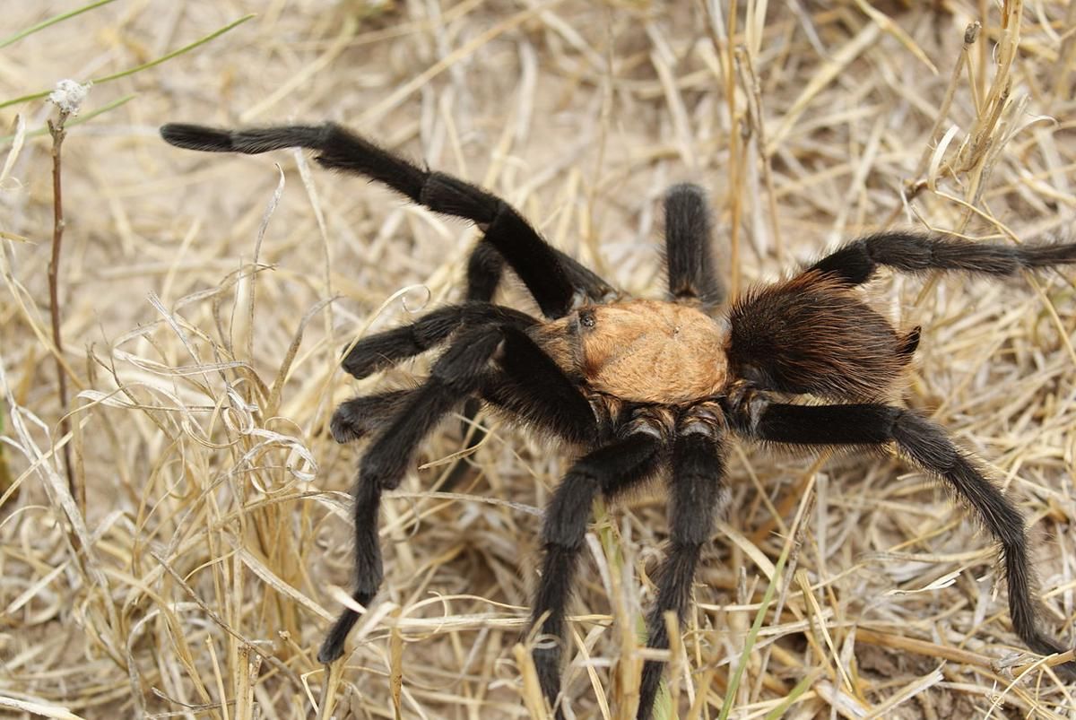 5 Fakta Unik dan Menarik Tarantula Cokelat Texas, Tidak Berbahaya bagi Manusia!