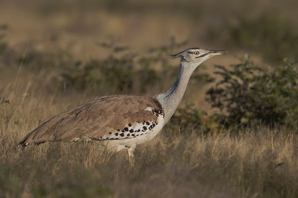 5 Fakta Menarik Kalkun Padang, Burung Terestrial yang Gak Suka Terbang