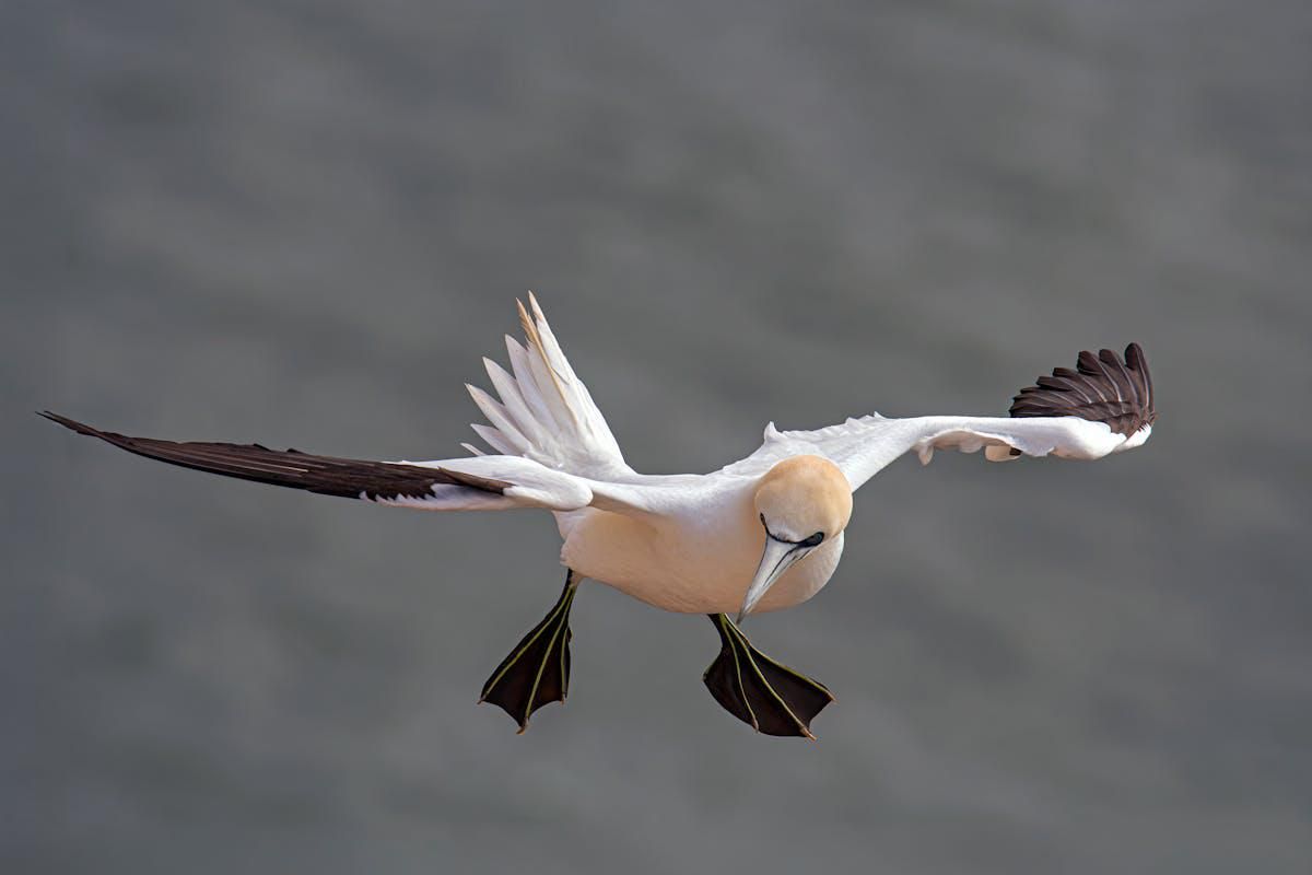 5 Fakta Burung Gannet, si Penyelam Ulung yang Jadi Alarm Lautan