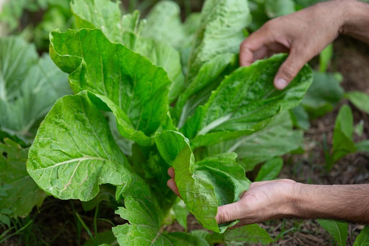 5 Tanaman Sayur yang Daunnya Bisa Langsung Dimakan Mentah