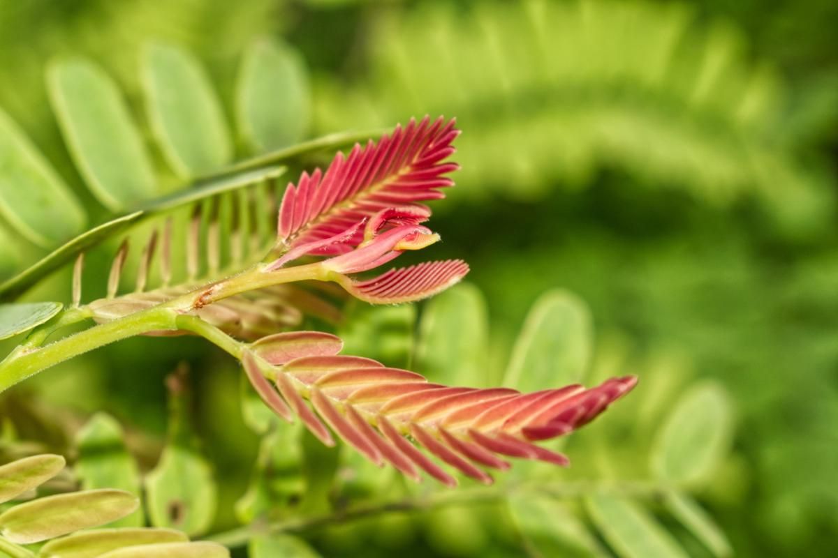 5 Tanaman Hias yang Bisa Mengubah Warna Daun saat Musim Berganti