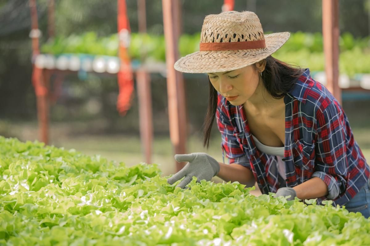 6 Tanaman Sayur yang Bisa Dipanen Sebelum Usia 30 Hari