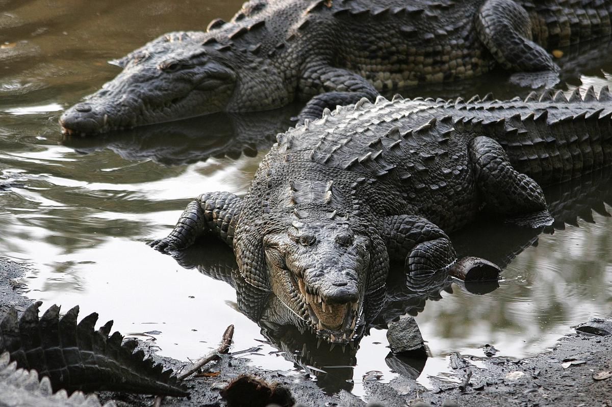 5 Tips Agar Terhindar dari Serangan Buaya, Kuncinya Waspada