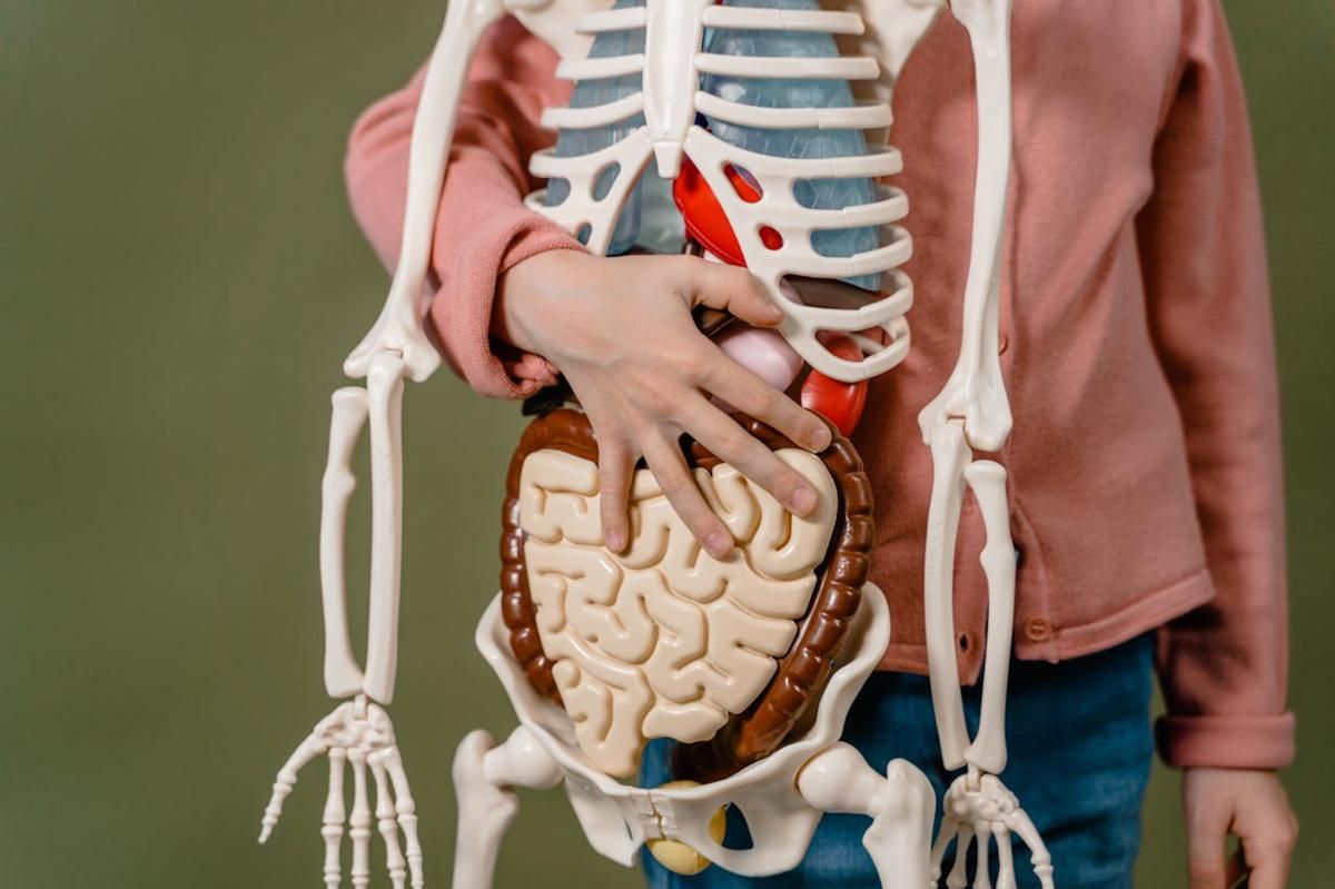 5 Organ Tubuh yang Bisa Tumbuh Kembali Setelah Rusak