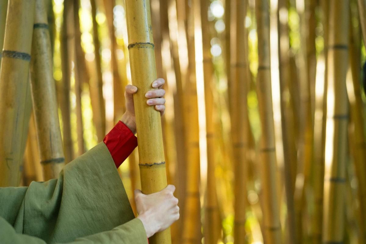 Bukan Pohon! Ini 5 Fakta Ilmiah tentang Bambu