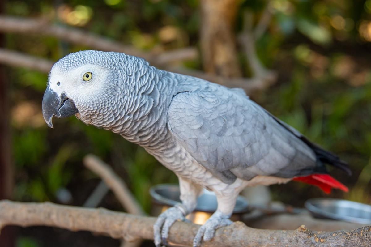 7 Burung yang Memiliki Kecerdasan di Atas Rata-Rata, Lebih Pintar dari yang Dikira