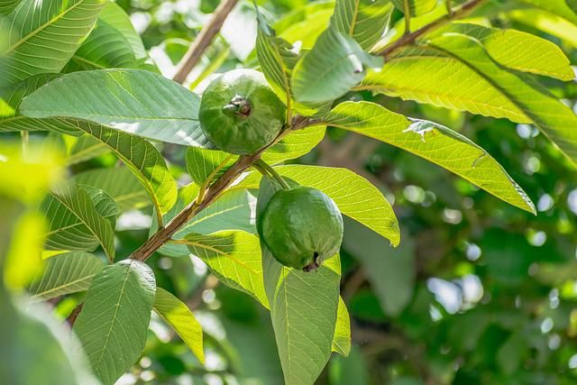 Resep Daun Jambu Biji untuk Mengatasi Diare