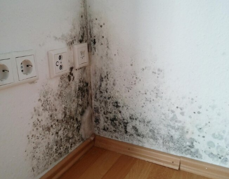 5 Lokasi yang Disukai Black Mold Untuk Tumbuh di Rumahmu